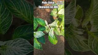 Philo Birkin philo fypシ゚viral tanamanhias plants [upl. by Ytissahc662]