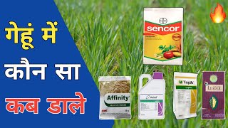 गेहूं में गुल्ली डंडा और चौड़ी पत्ती वाले खरपतवारों के बेस्ट उपाय 😳😳 Wheat Best Herbicides 💯👌👍 [upl. by Fairfield]