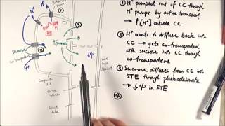 AS Biology  Translocation 1 Phloem loading OCR A Chapter 94 [upl. by Ahsetra]