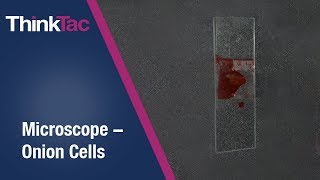 Microscope  Onion Cells  ThinkTac [upl. by Ataeb]