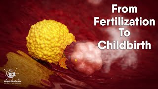 from fertilization to childbirth  3d medical animation  by Dandelion Team [upl. by Dearr339]