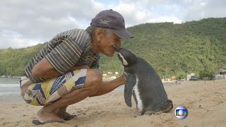 Grenzenlose Freundschaft Pinguin schwimmt 8000 Kilometer zu seinem Retter  DER SPIEGEL [upl. by Eralcyram]