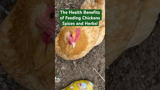 🐓 Health Benefits to Feeding your Chickens Spices and Herbs chickens chickenfood [upl. by Auric573]