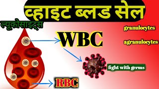 leucocyteswbckya hota hai leucocytes in hindi leucocytes in blood  white blood cell in hindi [upl. by Warenne]