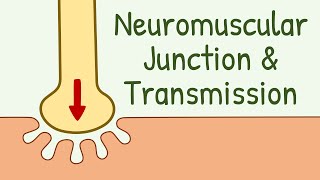 Neuromuscular Junction Structure amp Neuromuscular Transmission  Membrane Physiology [upl. by Adigirb270]