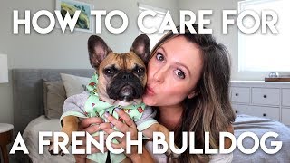 HOW TO TAKE CARE OF A FRENCHIE [upl. by Guss]