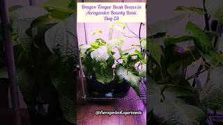 Dragon Tongue Beans growing in Aerogarden Bounty Basic hydroponics system Day 28 [upl. by Haleehs]