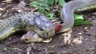 King Snake vs King Snake Fight to the Death [upl. by Obola]