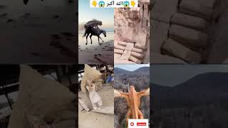 Makka madina ❣️ ya Allah 😇☝️shorts status short respect naat animals makkah ytshorts allah [upl. by Caine]