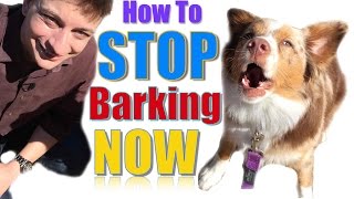 How to Teach Your Dog Not to Bark Humanely and Effectively 3 Things You Can Do Right Now [upl. by Ahsikyt]