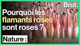 Pourquoi les flamants roses sont roses [upl. by Hild567]