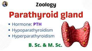 Parathyroid gland  B Sc amp M Sc  Zoology [upl. by Anyaj876]