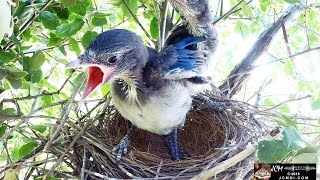 Scrub Jay Nest Series Finale Highlights May 2  15 2015 V18592 [upl. by Neona]