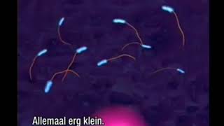 Bacteria flagella motion [upl. by Akehs959]