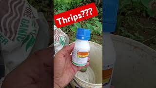 Gamot sa thrips thrips farming insecticides farmiliavlogs famers [upl. by Felix]