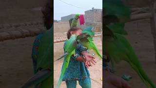 Cute baby parrot Eliza held three parrots on her hands today [upl. by Figge812]