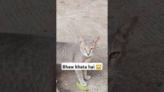 This indian cats❣️ [upl. by Sudoeht155]