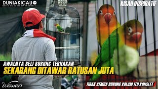 Awalnya Beli Burung TERNAKAN Sekarang Ditawar RATUSAN JUTA [upl. by Harrak]