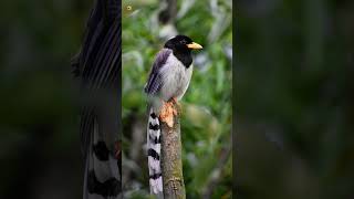 Yellowbilled blue magpie sounds Bird Sounds [upl. by Crean8]