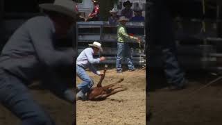 calf roping and tying rodeo cowboy shorts [upl. by Ansel]