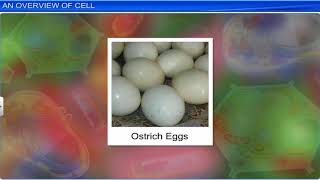 CBSE Class 11 Biology  Cell The Unit of Life  Full Chapter  By Shiksha House [upl. by Ayote]