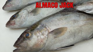 This Fish is OVER LOOKED all the Time Almaco Jack Catch Clean and Cook [upl. by Hairas]