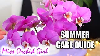 Phalaenopsis Orchids Summer Care  Detailed care guide for Orchid beginners [upl. by Reginauld991]