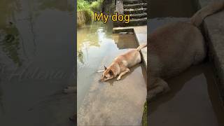 Other dogs VS My dog dog dogworld doglover dogshorts tamil shorts [upl. by Eiralc]