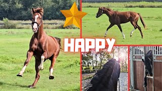 Happy Rising Star⭐ can go back to the pasture  The others think it is scary  Friesian Horses [upl. by Stoller626]