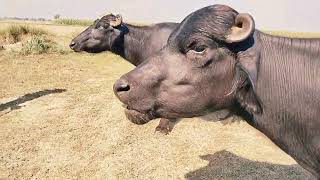 watch pure neeli Ravi buffalo for sale in Punjab Pakistan 13102024 on YouTube [upl. by Llenel]