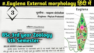 External and Internal structure of Euglena  Euglena Body structure  BSc 3rd year Zoology 5th sem [upl. by Juanita58]