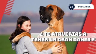 Gran Danés ¡Conoce al Perro Más Grande del Mundo que No Sabe su Tamaño [upl. by Femmine]