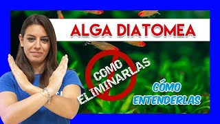 ALGA DIATOMEA en el ACUARIO de agua dulce  Cómo identificarla y eliminarla ❌ [upl. by Nester847]