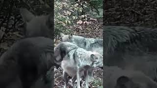 All Gain Fox Life in forest canine wildlife wolfconservation dog animals wolflove wolflife [upl. by Juanita]