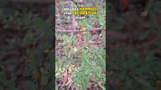 Japanese Barberry The Invasive Plant Taking OverJapaneseBarberry InvasiveSpecies Ticks [upl. by Reffinej]