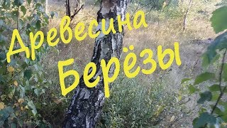 Древесина берёзы [upl. by Yehc]