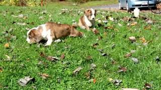 Cavalier King Charles Spaniel Mix Puppies For Sale [upl. by Annaohj]