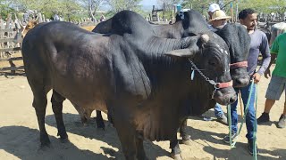 Feira de gado de TabiraPE 310124 [upl. by Jentoft208]