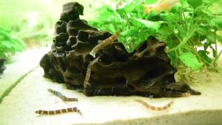 Kuhli Loaches  feeding [upl. by Gilboa]