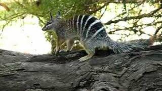 Numbat [upl. by Awra]