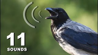 11 Crow Sounds amp Calls [upl. by Ethyl]