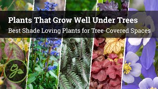 Plants That Grow Well Under Trees  8 Best Shade Loving Plants for TreeCovered Spaces [upl. by Oiruam798]