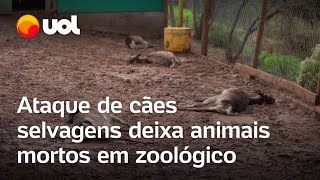 Ataque de cães selvagens deixa 23 animais mortos em zoológico no Chile [upl. by Powder]