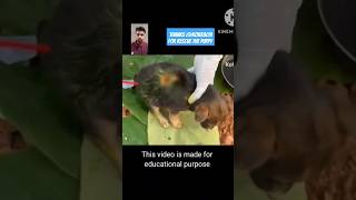 Insect removal from puppys belly by kokkachi🙏 shorts [upl. by Anitsirt]