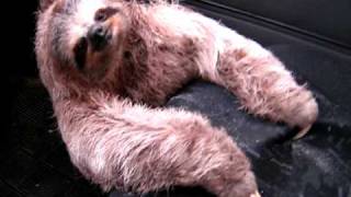 A Sloth in my car [upl. by Terris554]