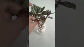 Tradescantia Plant Decoration🌱 shorts youtubeshorts ytshorts fypシ゚viral viralvideo plants [upl. by Hettie769]