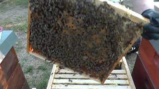 Naturbau Bienen 31072018 [upl. by Uhp]