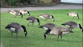 meanes park swans and geese wigan 7th February 2024 [upl. by Austreng]