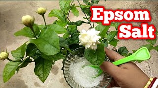 Epsom Salt Use For Plants  Epsom Salt In Gardening  Magnesium Sulfate  By Priya Sarkar [upl. by Mcconnell]