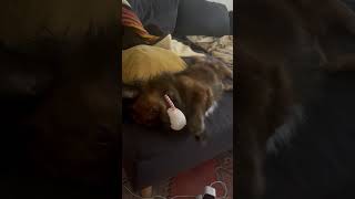 Video of adoptable pet named Tonka a brindled Tibetan Spaniel [upl. by Cerellia]